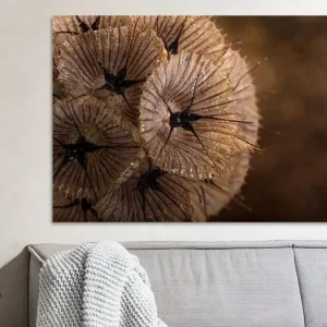 ? De warme bruintinten van gedroogde Scabiosa ? van Marjolijn van den Berg - NL1035594M13S75x50 Vente Directe