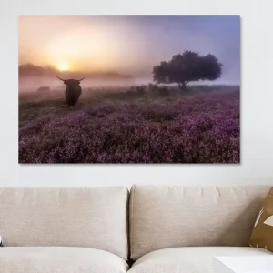 Zonsopkomst bij Westerheide Hilversum met zijn Schotse Hooglanders van Dennisart Fotografie - NL305446M13S75x50 Réduction