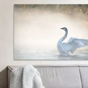 Zwaan met de vleugels wijd in de Brabantse Biesbosch van Judith Borremans Natuurfotografie - NL774153M13S75x50 Prix Réduit