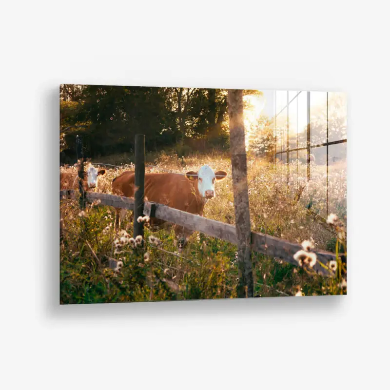 Swedish Cow – Glass - Gehard glas - 40x60 cm - Zonder lijst Soldes