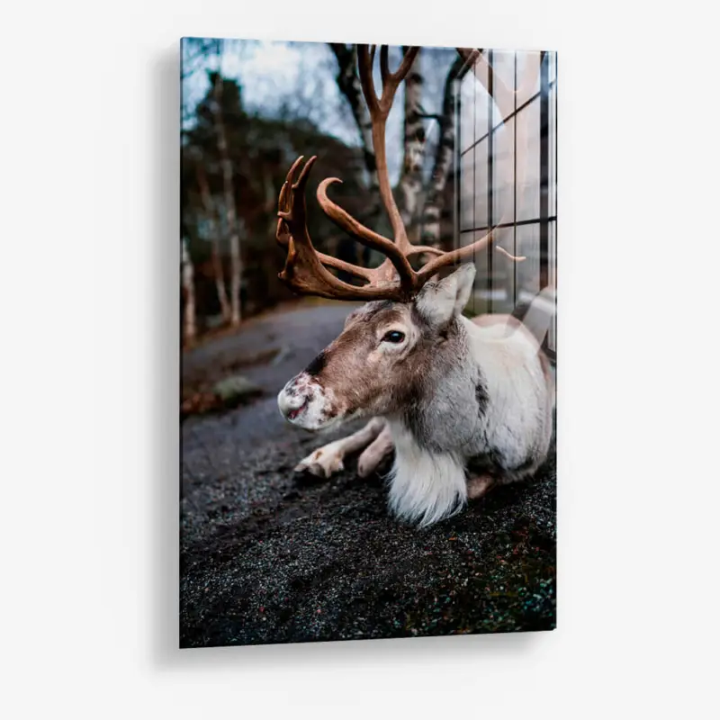 The Caribou – Glass - Gehard glas - 40x60 cm - Zonder lijst Marque
