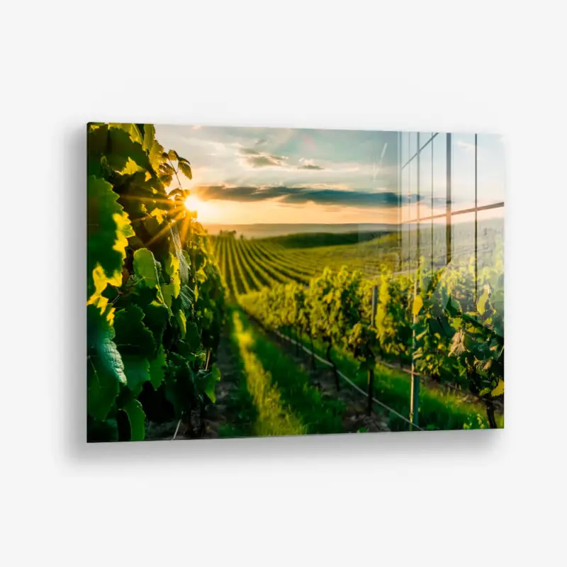 Vineyard Sun – Glass - Gehard glas - 40x60 cm - Zonder lijst Bon Plan